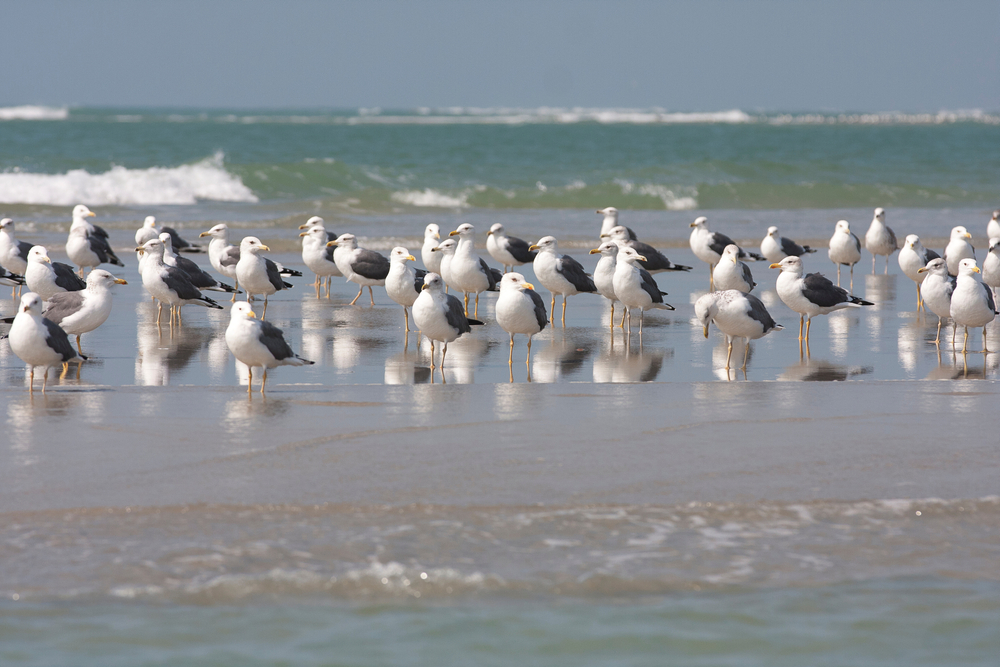 Seabirds,On,Beach,,Gulf,Of,Mannar,,Sri,Lanka