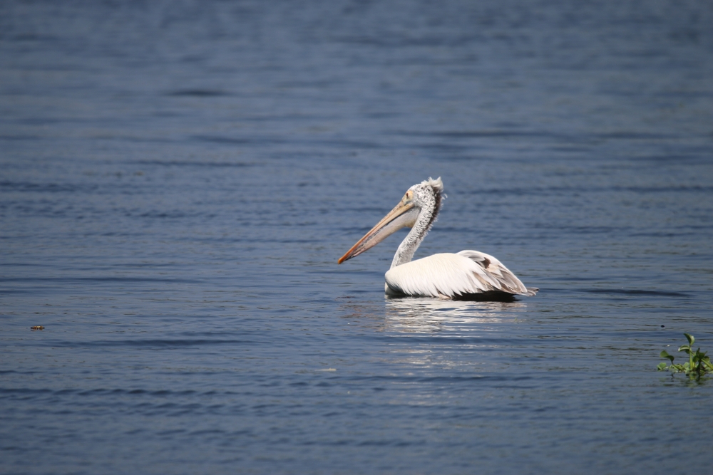 Anawilundawa,International,Ramsar,Wetland,Sanctuary