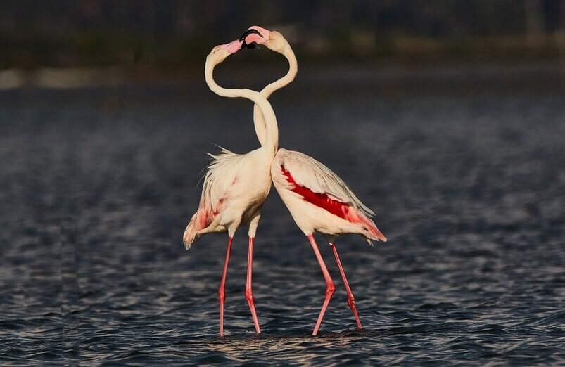 A,Pair,Of,Flemingos,Loving,Each,Other,At,Mannar,,