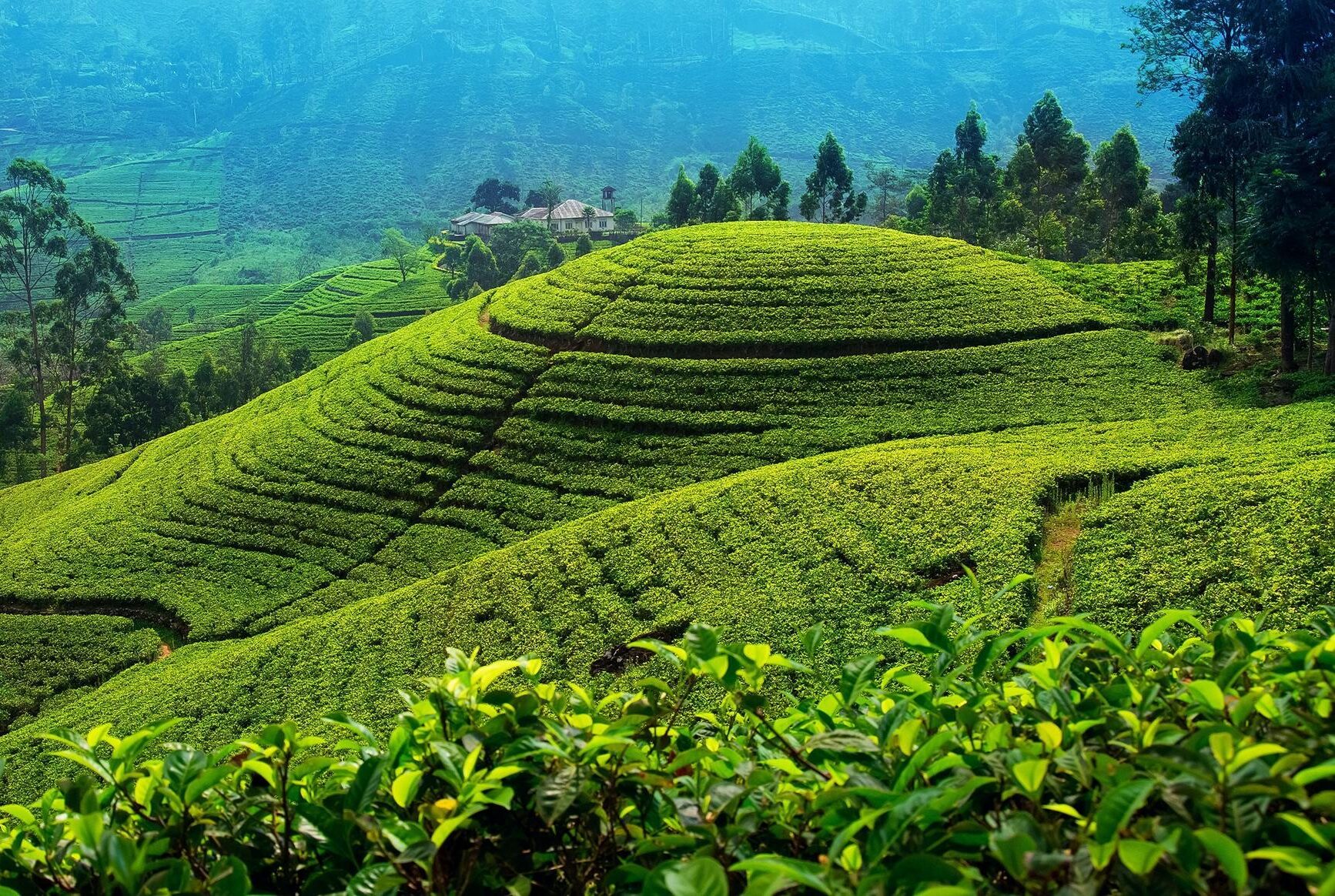 Nuwara-Eliya