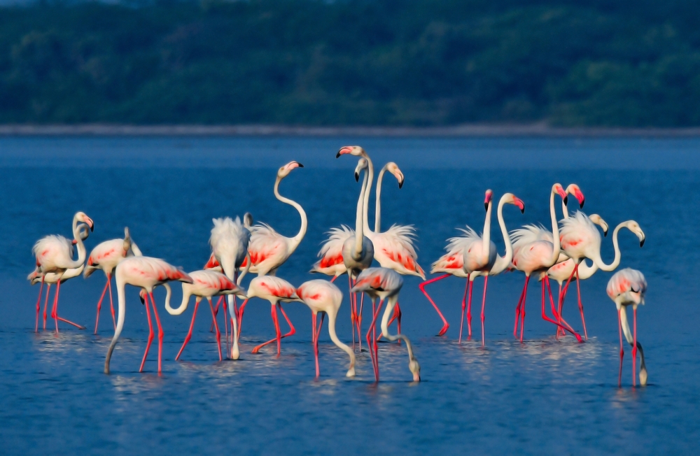 Flamingos,Playing,At,Lagoon,,,Mannar
