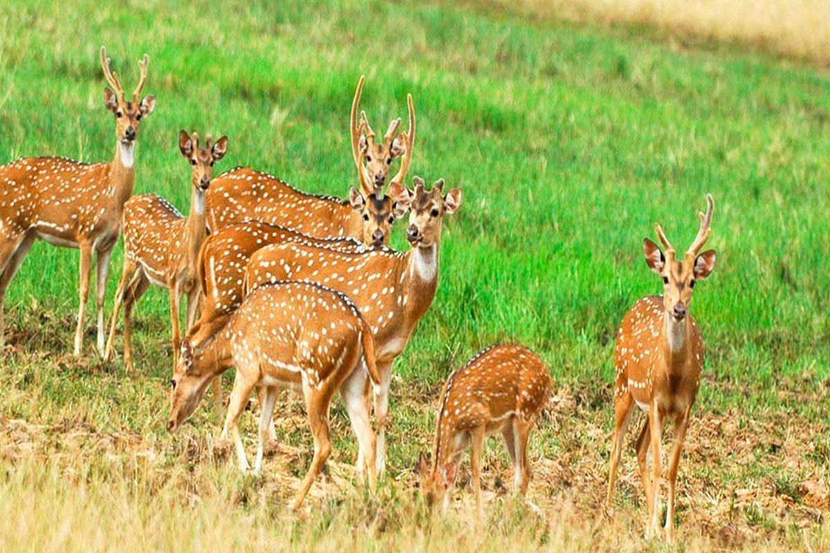Minneriya-National-Park-2